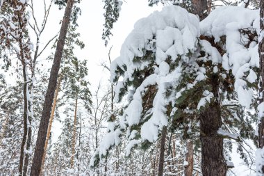 Ormanda karla kaplı çam ağaçları. Ladin iğneleriyle kar yağışı. Yukarıdan kar yağıyor. Kışın gelişi kavramı. Uzun ağaçlarla kışın doğal arka planı. Dallar yakın çekim.