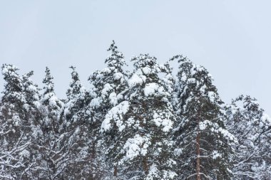 Gökyüzüne karşı karla kaplı çam ağaçları. Ladin iğneleri üzerinde kar. Yukarıdan kar yağıyor. Kışın gelişi kavramı. Kış doğal panoramik arka plan. Kış ormanının elementleri.