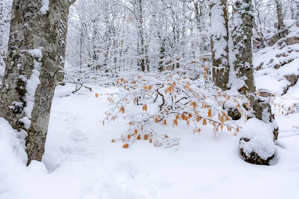 Árboles Cubiertos Nieve Bosque Nieve Sobre Hojas Amarillas Otoñales Bosque — Foto de Stock