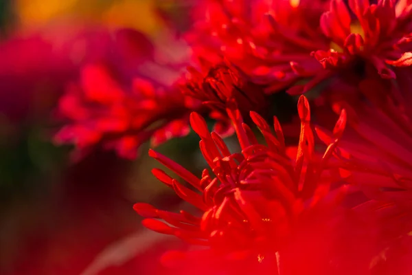 Achtergrond Van Rode Chrysant Bloemen Zachte Focus Prachtige Heldere Chrysanten — Stockfoto