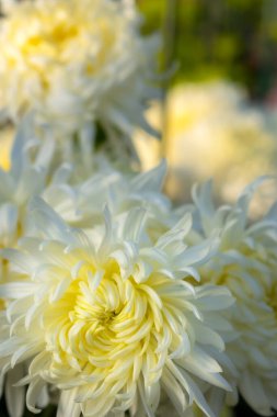 Yumuşak odak noktasında beyaz kasımpatı çiçekleri. Sonbahar bahçesinde güzel, narin kasımpatılar. Yukarıdan. Atmosferik sonbahar çiçekli arka plan. Anneler Günü konsepti..