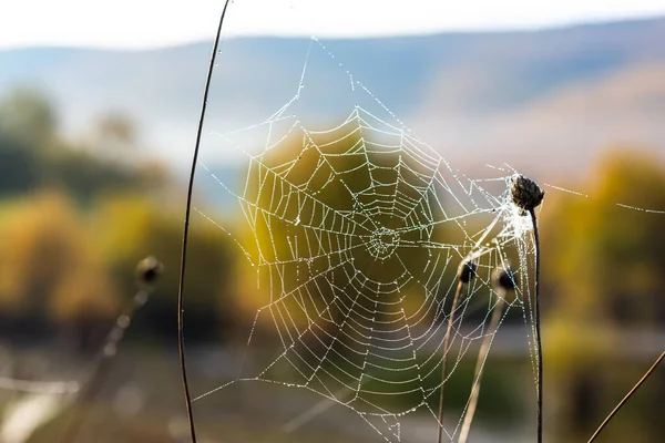 Achtergrond Van Draden Van Een Spinnenweb Met Dauwdruppels Webmacro Abstracte — Stockfoto