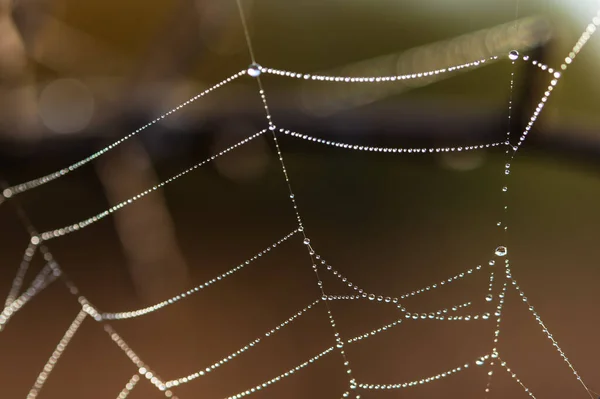 Background Threads Spider Web Dew Drops Web Macro Abstract Natural — Stock Photo, Image