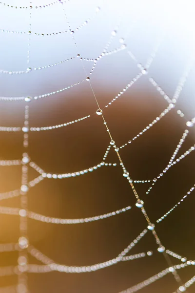 Background Threads Spider Web Dew Drops Web Macro Abstract Natural — Stock Photo, Image