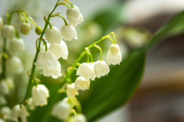 Bulanık arka planda, bir buketin içinde, vadideki beyaz zambaklar. Bahar çiçeği aranjmanı. Yumuşak bir bahar arkaplanı. Mayıs çiçekleri. Tebrik kartının çizimi. Makro. Boşluğu kopyala