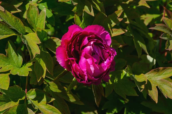 Ροζ Παιώνιος Κοντά Ένα Παρτέρι Floral Άνοιξη Φόντο Όμορφο Ανθισμένο — Φωτογραφία Αρχείου