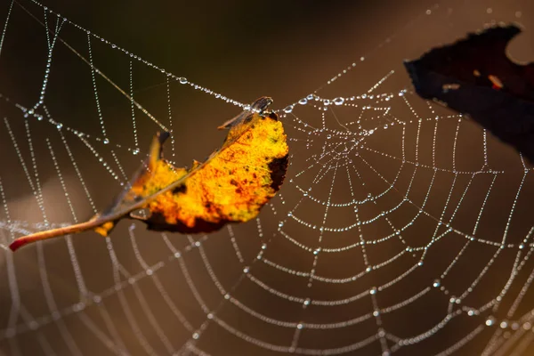 Spiderweb Dauw Druppels Close Een Wazige Achtergrond Een Geel Blad — Stockfoto