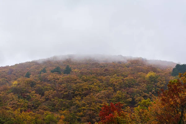 霧の中で秋の木の上 カラフルな木々と秋のカラフルな背景 悲しい秋の風景グリーティングカードの壁紙の背景画像レイアウト クリミアの山の中の濃い霧 — ストック写真