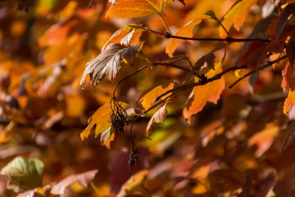 秋の赤い葉は 背景がぼやけた柔らかい焦点になります カラフルな茶色の葉の完全なフレーム 暖かい日差し 背景自然絵葉書背景 黄金の秋のコンセプト — ストック写真