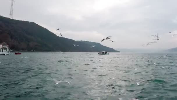 Стамбул Босфор Рибальського Човна Пташиного Польоту — стокове відео