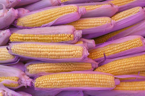 Trendy Genetically Modified Yellow Corn Purple Leaves Ready Eat Eco — Stock Photo, Image