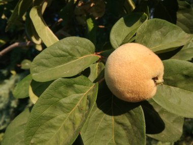 Bahçe Bitkileri sanayi. Ayva meyve ağacı. İspanya güneş altında büyüyen doğal sarı ve canlı yeşil renkler. Sağlıklı gıda. Genellikle ham, tatlı olmasına rağmen beslenmemiş besleyici ürün.