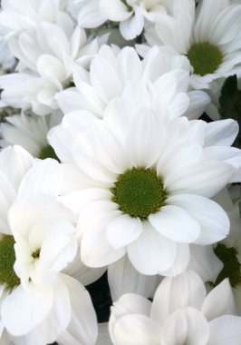 Grup beyaz çiçek. Doğal ışık renk karşıtlığını.