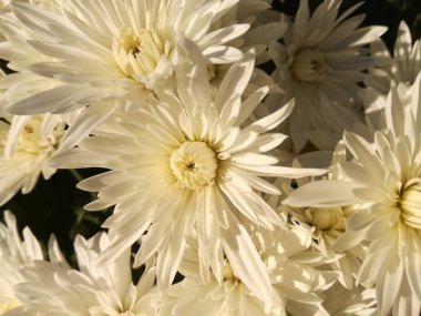 Grup beyaz çiçek. Doğal ışık renk karşıtlığını.