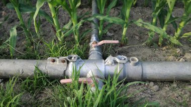 Mısır bitkileri bir yağmurlama sulama sistemi şube geçerken detayını. Kırsal.