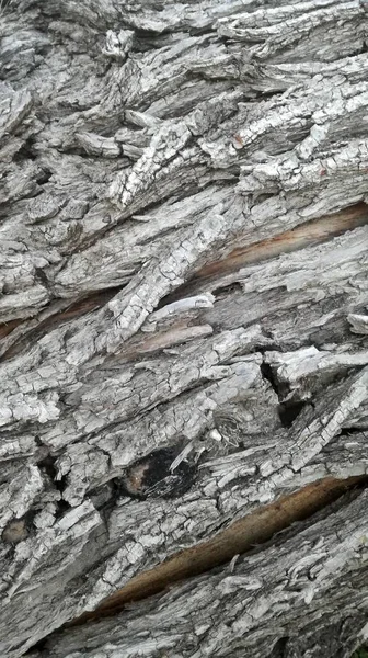 Сіре Сухе Дерево Текстура Природний Фон — стокове фото