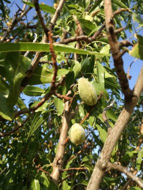 Sarı olgun meyve yaprakları arasında. İspanya güneş altında ağaçta olgunlaşma badem. AB meyve sanayi. Yaprakları ve sakin mavi gökyüzünün doğal renklerin kontrast. Doğal besin.
