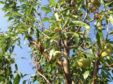 Olgun meyve yaprakları arasında. İspanya güneş altında ağaçta olgunlaşma badem. AB meyve sanayi. Yaprakları ve sakin mavi gökyüzünün doğal renklerin kontrast. Doğal besin.