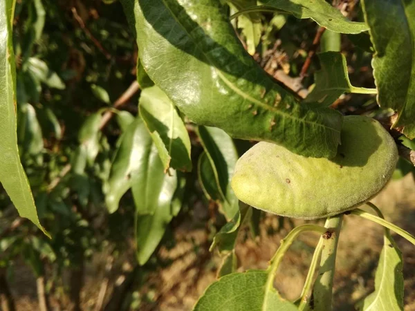 成熟的果实在叶子之间 杏仁在西班牙的阳光下在树上成熟 欧果产业 对比自然的树叶和平静的蓝天 营养天然食品 — 图库照片