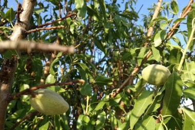 Olgun meyve yaprakları arasında. İspanya güneş altında ağaçta olgunlaşma badem. AB meyve sanayi. Yaprakları ve sakin mavi gökyüzünün doğal renklerin kontrast. Doğal besin.