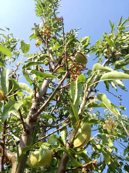 成熟的果实在叶子之间 杏仁在西班牙的阳光下在树上成熟 欧果产业 对比自然的树叶和平静的蓝天 营养天然食品 — 图库照片