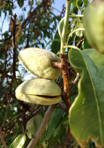 Yellow Ripe Fruit Leaves Almonds Ripening Tree Sun Spain Fruit — Stock Photo, Image