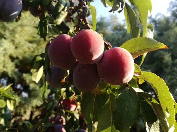 Red Plums Growing Fruit Tree — Stock Photo, Image