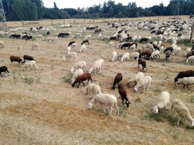 Ruminant yerli takımından. Ovine hayvancılık. İspanyol beyaz ve siyah hayvanlar alanında otlatma yukarıdan gördüm. Buğday ve arpa ürün kalıntısı üzerine besleme. Koyun.