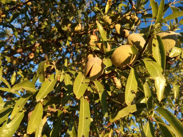 Amandes Mûrissant Sur Arbre Sous Soleil Espagne Industrie Fruitière Européenne — Photo