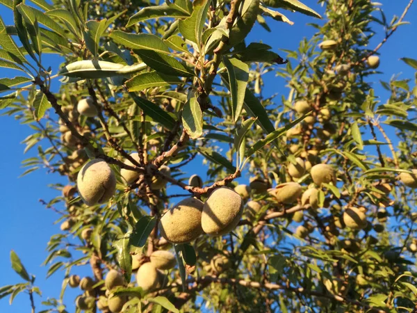Almonds Ripening Tree Sun Spain European Fruit Industry Yellow Ripe — Stock Photo, Image