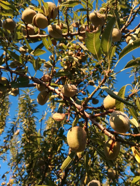 Yellow Ripe Fruit Leaves Almonds Ripening Tree Sun Spain Fruit — Stock Photo, Image