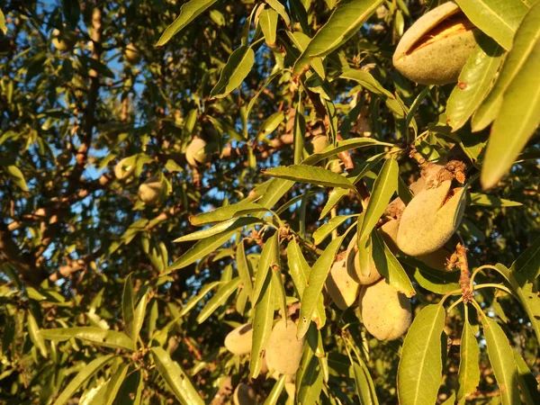 在西班牙的阳光下 杏仁在树上成熟 欧洲水果业 — 图库照片