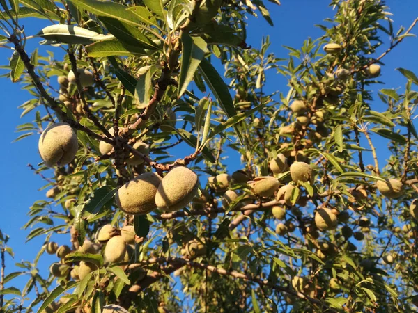 Fruto Amarillo Maduro Entre Las Hojas Almendras Madurando Árbol Bajo — Foto de Stock