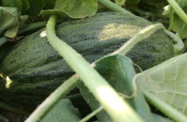 Aliment meyve bahçesinde büyüyor. Ferahlatıcı yenilebilir, etli meyve. Noel Baba kavun, bazen Noel kavun veya kurbağa derisi olarak bilinen, İspanya kökenli çeşitli.