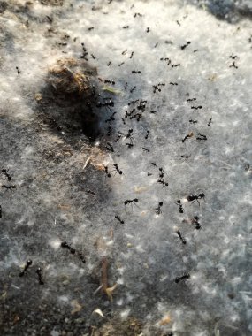 Hayvan Dünyası. Yüksek konsantrasyonda tozlaşma taneleri. Yemek dağıtım hizmeti. Karınca yuvası polen taneleriyle kaplı karıncalar, evin kapısında yiyecek. Böcek kolonisi ilkbaharda çalışıyor..