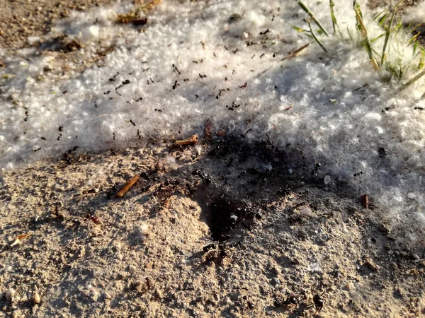 动物世界 授粉颗粒浓度高 食品配送服务 蚂蚁用蚂蚁山覆盖着花粉粒 食物在家门口 昆虫群落在春天工作 — 图库照片