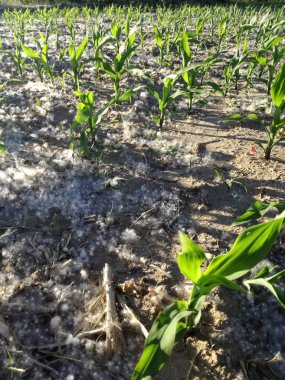 Polen konsantrasyonu yüksek düzeyde, genç mısır arasında birikimi. Baharda İspanyol tarım alanı. Alerji patolojisi olan hastalarda olası komplikasyonların mevsimi. Duyarlılık.