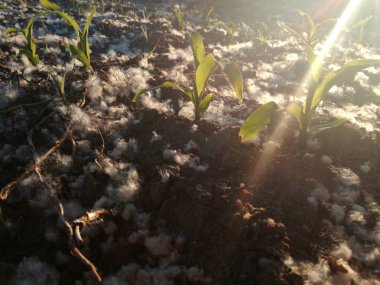 Çok genç arkadan aydınlatmalı tahıl bitkisi. Yüksek seviyede polen konsantrasyonu, mısırın etrafında birikmiş. Baharda İspanyol tarım alanı.