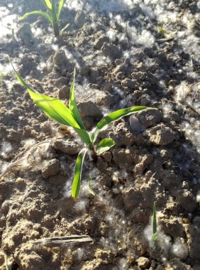 Polen konsantrasyonu yüksek düzeyde, genç mısır arasında birikimi. Baharda İspanyol tarım alanı. Alerji patolojisi olan hastalarda olası komplikasyonların mevsimi. Duyarlılık.