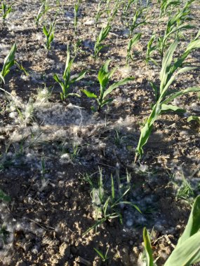 Polen konsantrasyonu yüksek düzeyde, genç mısır arasında birikimi. Baharda İspanyol tarım alanı. Alerji patolojisi olan hastalarda olası komplikasyonların mevsimi. Duyarlılık.