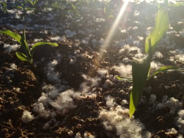 Çok genç arkadan aydınlatmalı tahıl bitkisi. Yüksek seviyede polen konsantrasyonu, mısırın etrafında birikmiş. Baharda İspanyol tarım alanı.