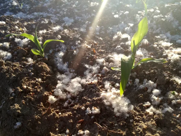 Çok genç arkadan aydınlatmalı tahıl bitkisi. Yüksek seviyede polen konsantrasyonu, mısırın etrafında birikmiş. Baharda İspanyol tarım alanı.