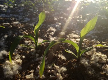 Çok genç arkadan aydınlatmalı tahıl bitkisi. Yüksek seviyede polen konsantrasyonu, mısırın etrafında birikmiş. Baharda İspanyol tarım alanı.