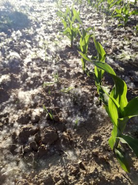 Polen konsantrasyonu yüksek düzeyde, genç mısır arasında birikimi. Baharda İspanyol tarım alanı. Alerji patolojisi olan hastalarda olası komplikasyonların mevsimi. Duyarlılık.