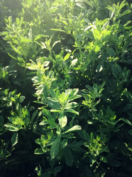 Alfafa Verde Campo Grama Fresca Crescendo Pomar Irrigação Área Agrícola — Fotografia de Stock