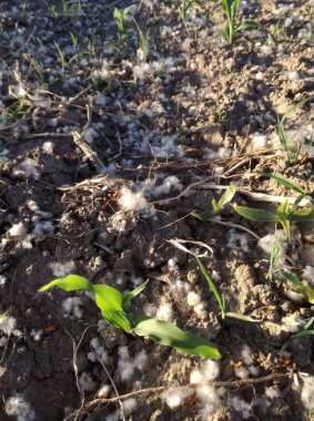 Polen konsantrasyonu yüksek düzeyde, genç mısır arasında birikimi. Baharda İspanyol tarım alanı. Alerji patolojisi olan hastalarda olası komplikasyonların mevsimi. 