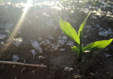 Polen konsantrasyonu yüksek düzeyde, genç mısır arasında birikimi. Baharda İspanyol tarım alanı. Alerji patolojisi olan hastalarda olası komplikasyonların mevsimi. 