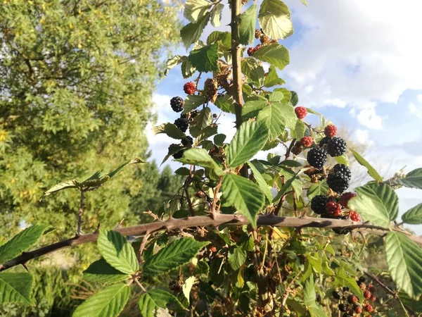 Baies Sauvages Noires Rouges Poussant Dans Brousse Sous Soleil Espagne — Photo