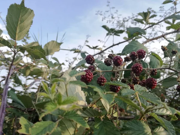 Natural contrast of colors of wild red and black fruits among the green of the leaves of the bush. Blackberries growing under the sun of the extreme southwest of Europe, in Spain.