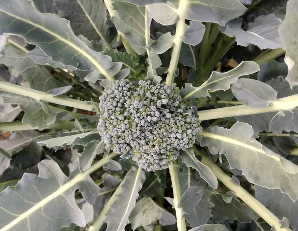 Broccoli growing in the garden. Vegetable from the Spanish orchard.